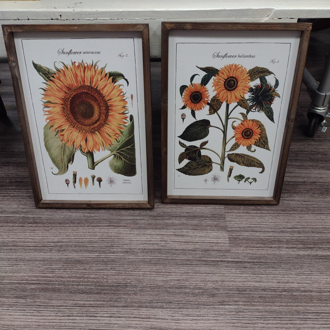 Sunflower Botanical Framed Art